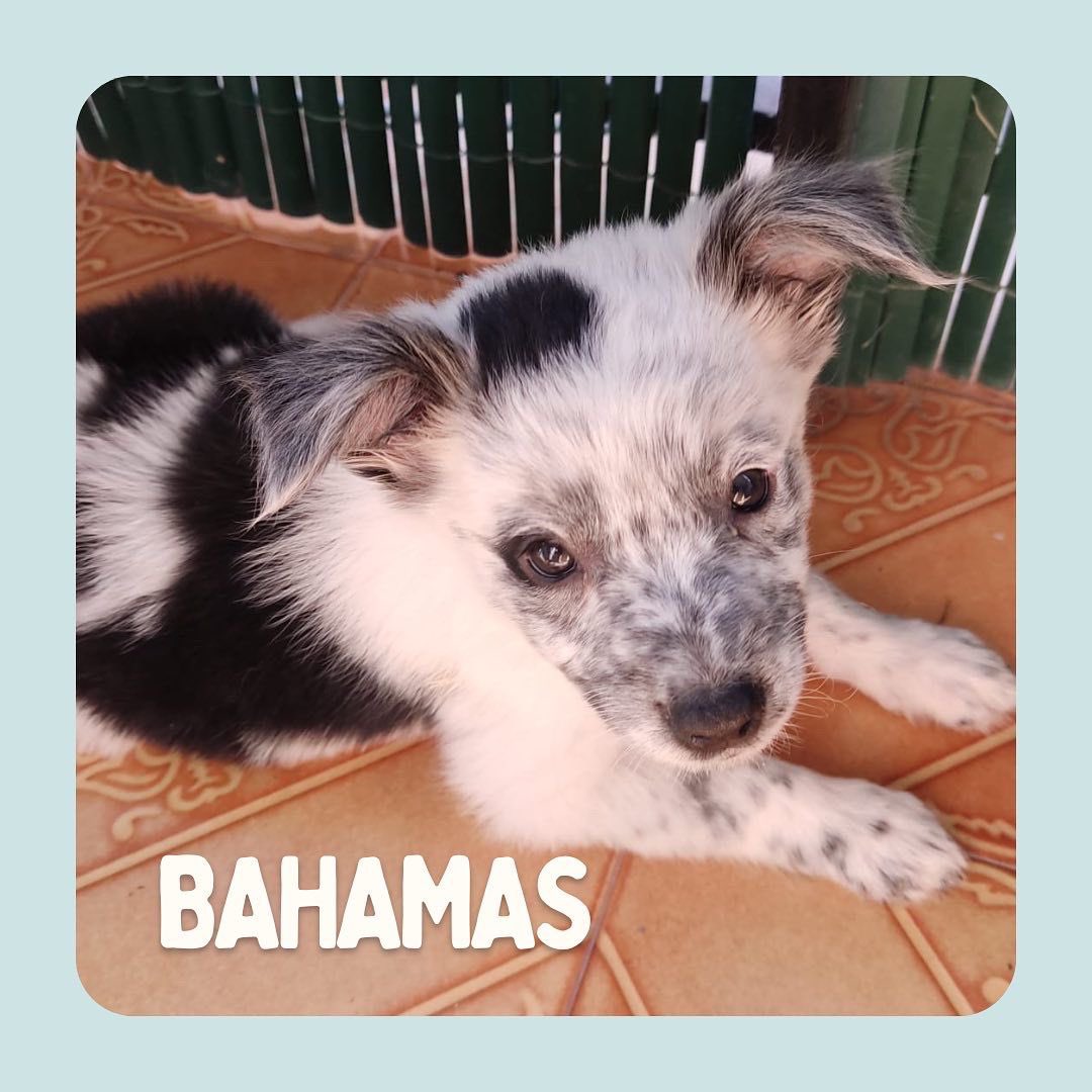 protemalaga's tweet photo. Camada Isla🌴 2 meses. Mix de pastor australiano y Border collie. Hembras: bahamas e ibiza. Machos: fiyi, Caiman y Bali.
Caiman e Ibiza son albinos y presentan en perdida de visión y audición aunque esto no les imipe ser igual de felices. +info: acogidas@protectoramalaga.com https://t.co/Ayxt55S70m