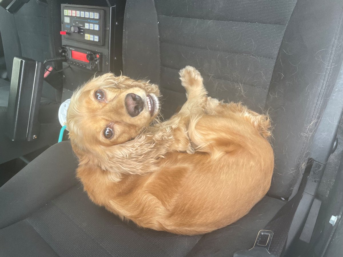 CP24's tweet photo. Police rescue dog from locked vehicle parked at Mississauga’s Square One mall
https://t.co/AsBIrARnC1 https://t.co/tOIU1zhc2N