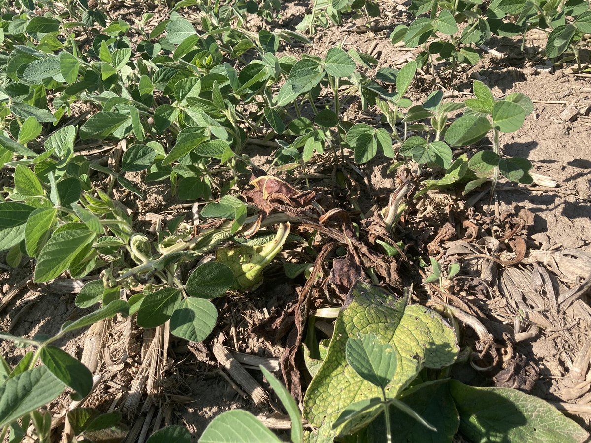 DdsmOrr's tweet photo. @cfsdennis I had Mike out a few years  ago for a grower to look at some and he has been spot spraying them with high rate of glyphosate with ok results. Applied extendimax and glyphosate this year and that is the answer. Plan now is to continue to spot spray with dicamba https://t.co/OLDyLbRN5X