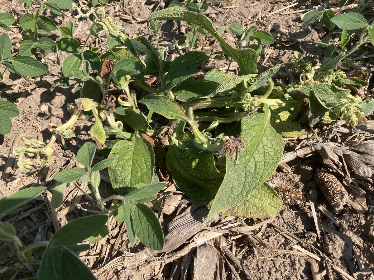 DdsmOrr's tweet photo. @cfsdennis I had Mike out a few years  ago for a grower to look at some and he has been spot spraying them with high rate of glyphosate with ok results. Applied extendimax and glyphosate this year and that is the answer. Plan now is to continue to spot spray with dicamba https://t.co/OLDyLbRN5X