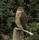 PaulHaskell2's tweet photo. Don’t know much about birds But is this a Merlin waiting for dinner on my bird feeder https://t.co/p8RDxhRwbw
