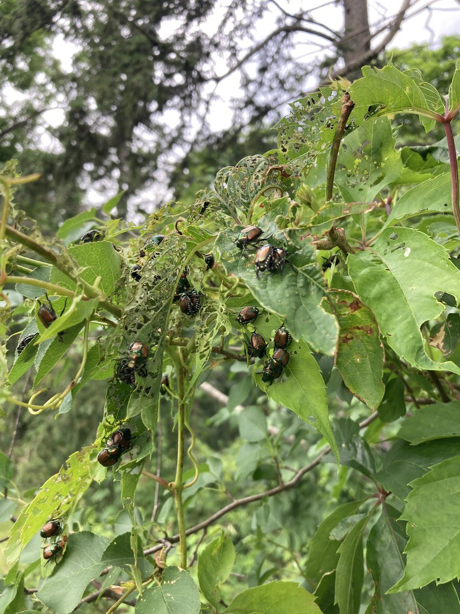 Cornell SAEL tweet media