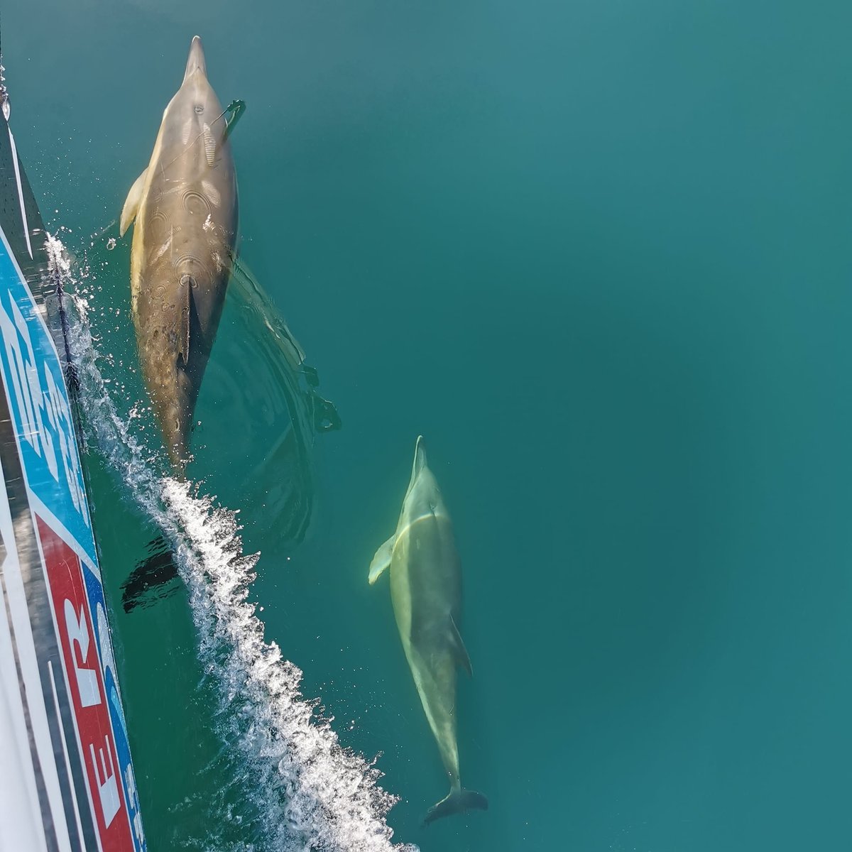 The #WestCoast of Scotland is well know for its wildlife and this programme was no exception - our ambassadors had the chance to see dolphins almost every week. They loved riding the bow and having a look at what everyone on board was up to!

#OIAO  #marinemammals #dolphins