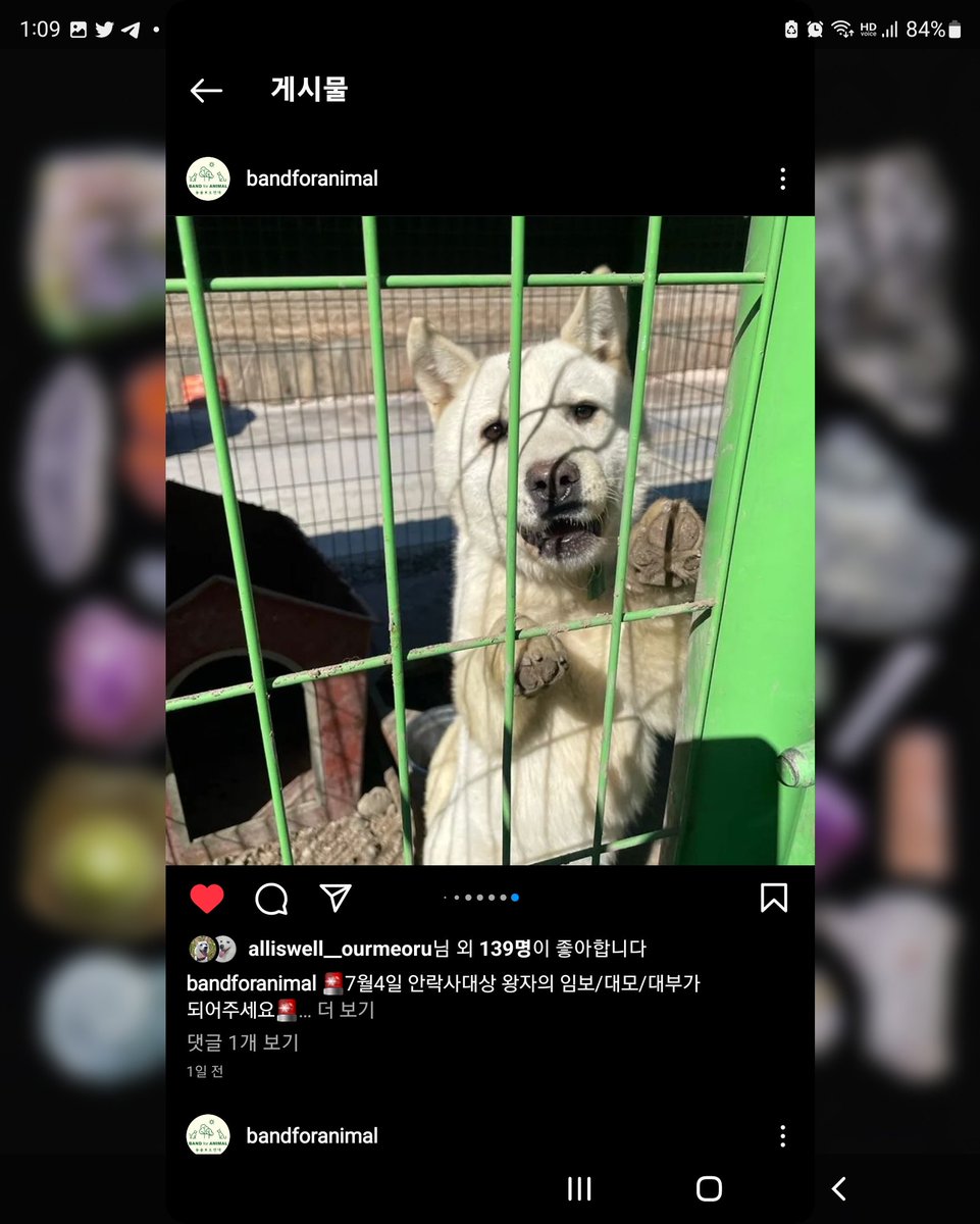 mohanicarey's tweet photo. 할 수 있는 게 SNS 홍보 밖에 없어서 미안해 얘들아... 진짜 미안해. 제발 임보로 목숨 부지하고 좋은 주인 만나자. 7월 4일 안락사 예정 아이들 1달 임보로 살릴 수 있어요. 제발 도와주세요! https://t.co/cY1afiBUBQ