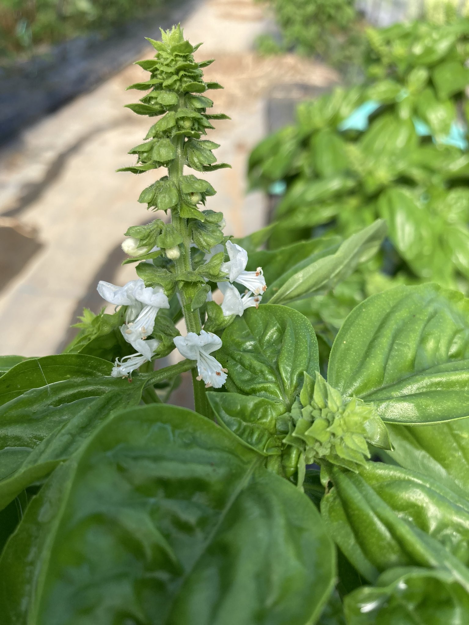 レインドロップ バジル殿は花の時期を迎えました 温暖な地域なら多年草で育つそうですが 日本だと一年で終わりです T Co Swgpnqg8we Twitter