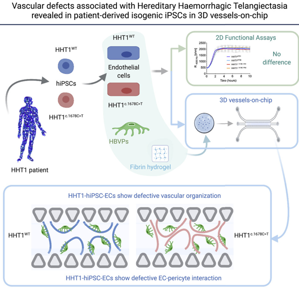 We are getting there!
iPSC-based disease modeling + a Vessel-on-Chip approach. Proving to be a great team right here!

Proud to be part of our most recent work on HHT1 disease modeling, which you can (and should) check out here:
cell.com/stem-cell-repo…