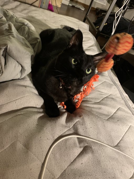 うちのネコチャンメンヘラでねこて〜が家に数時間以上いないとストレスで腹の毛を自分でむしってハゲになるので、義務遊びしてる 