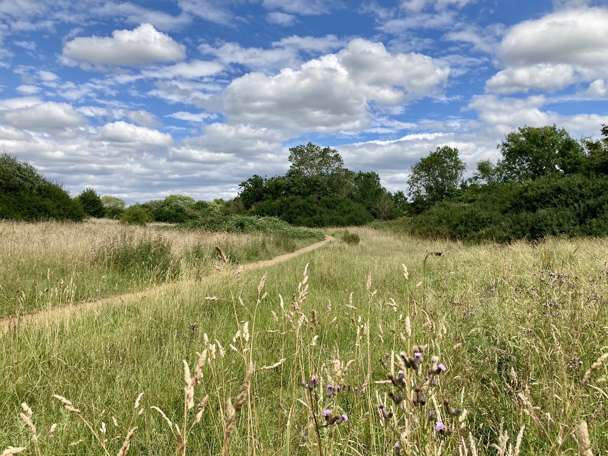 I couldn’t let #NationalMeadowsDay pass without a visit to a meadow that means a lot to me. Beautiful #GarthMeadows With big skies, plenty of butterflies and friendly cattle #365DaysWild