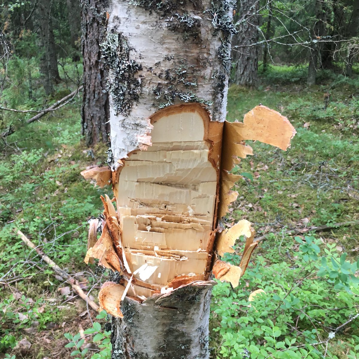 kaisupaulanto's tweet photo. Jos et osaa käyttäytyä metsässä, niin kannattaa jäädä kotiin. #isomelkutin https://t.co/oF0Yh2TUvN