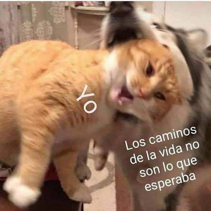 artemioedgar's tweet photo. https://t.co/USQNKIY39Y