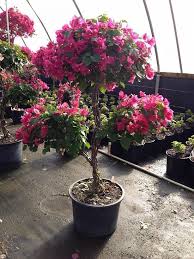 الجهنمية القزمية 
Bougainvillea dwarf
 نوع يتميز بصغر حجمه وبطء نموه وقوة اغصانه القابلة للتشكيل وللوقوف والإنتصاب كشجيرة عكس العادية التي لاتقف اغصانها.
زهورها جميلة وصغيرة الاوراق
افضل إستخداماتها:
-للمراكن هي الافضل.
- تحت النخيل والأشجار بالحديقة
- كحواجز مشاة واسوار قصيرة