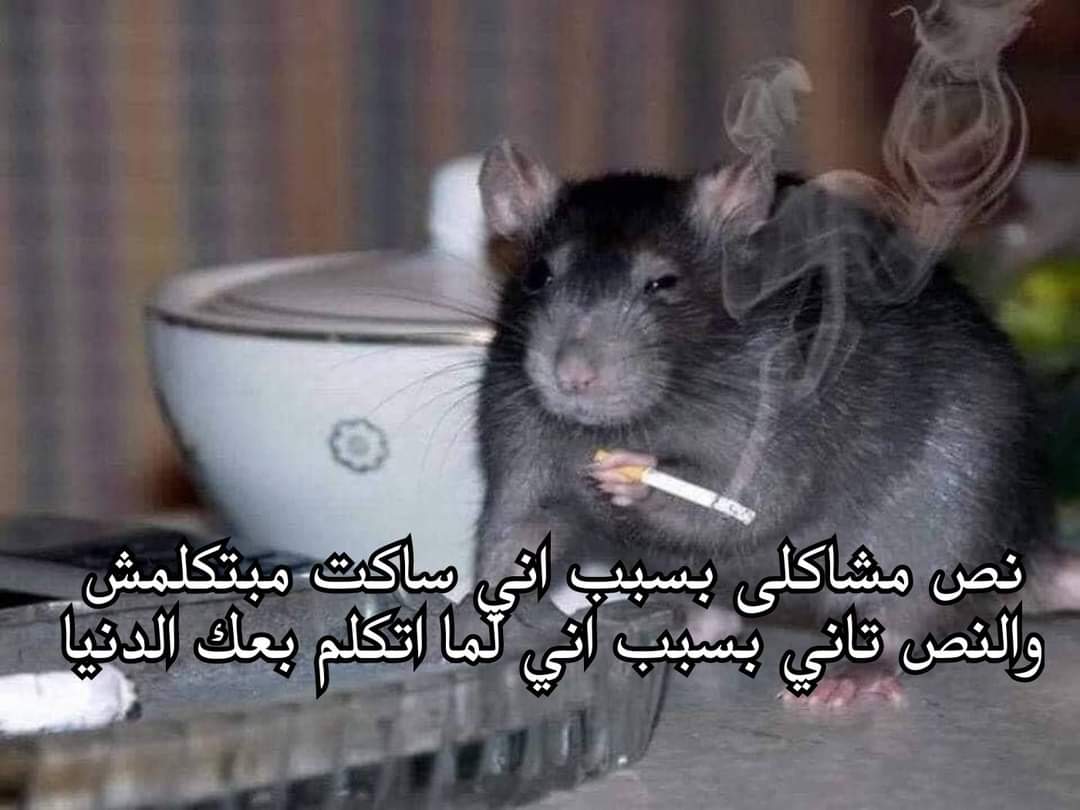 TrueMemes_'s tweet image. 