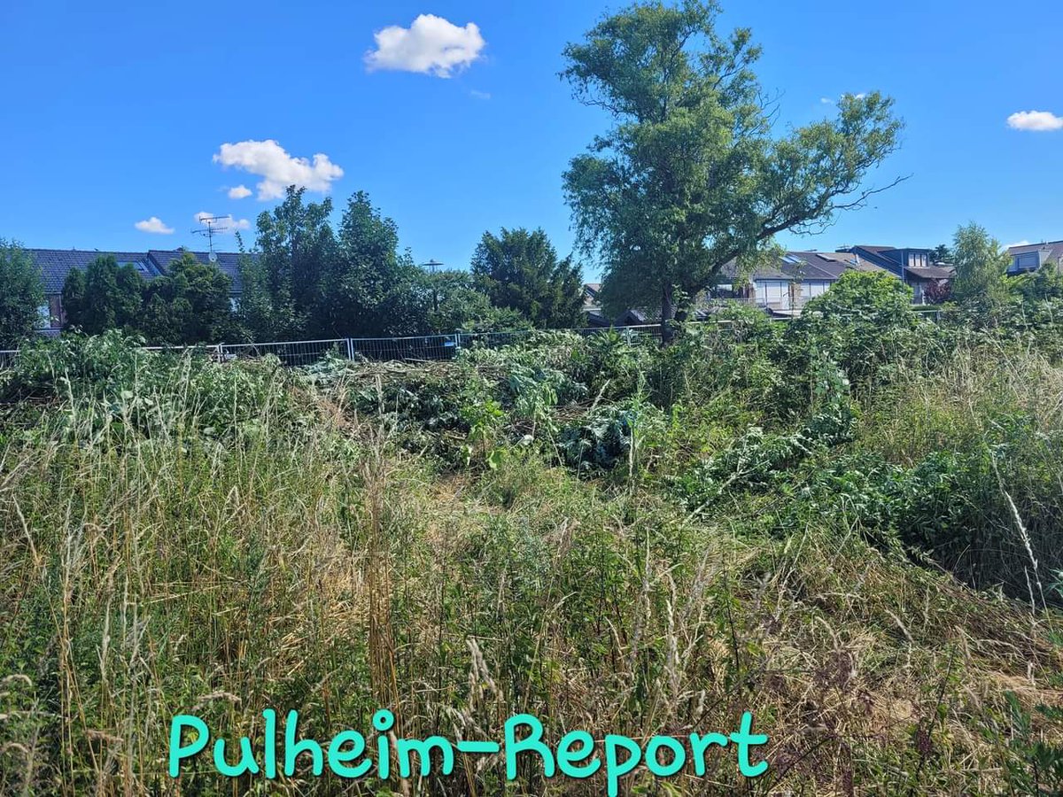 Sinnersdorf: Vögel, Igel und Co. müssen weichen und das in der Vogelschutzzeit
Alle Infos im Artikellink 🔽
pulheimreport.de/ARTIKEL/Sinner…
#pulheimreport #sinnersdorf #Pulheim #Naturschutz #rheinerftkreis #vogelschutz #artenschutz #gwg