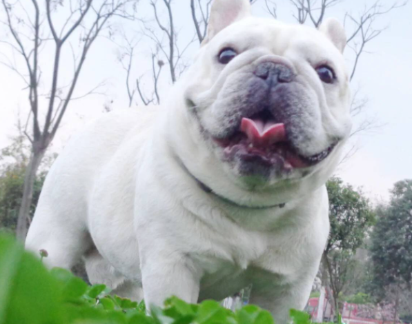 NftDoh's tweet photo. Hiding its short legs, it walks proudly, as if saying to the whole village: "I am the boss, you must listen to me"���tt https://t.co/xIa2OsdGPE