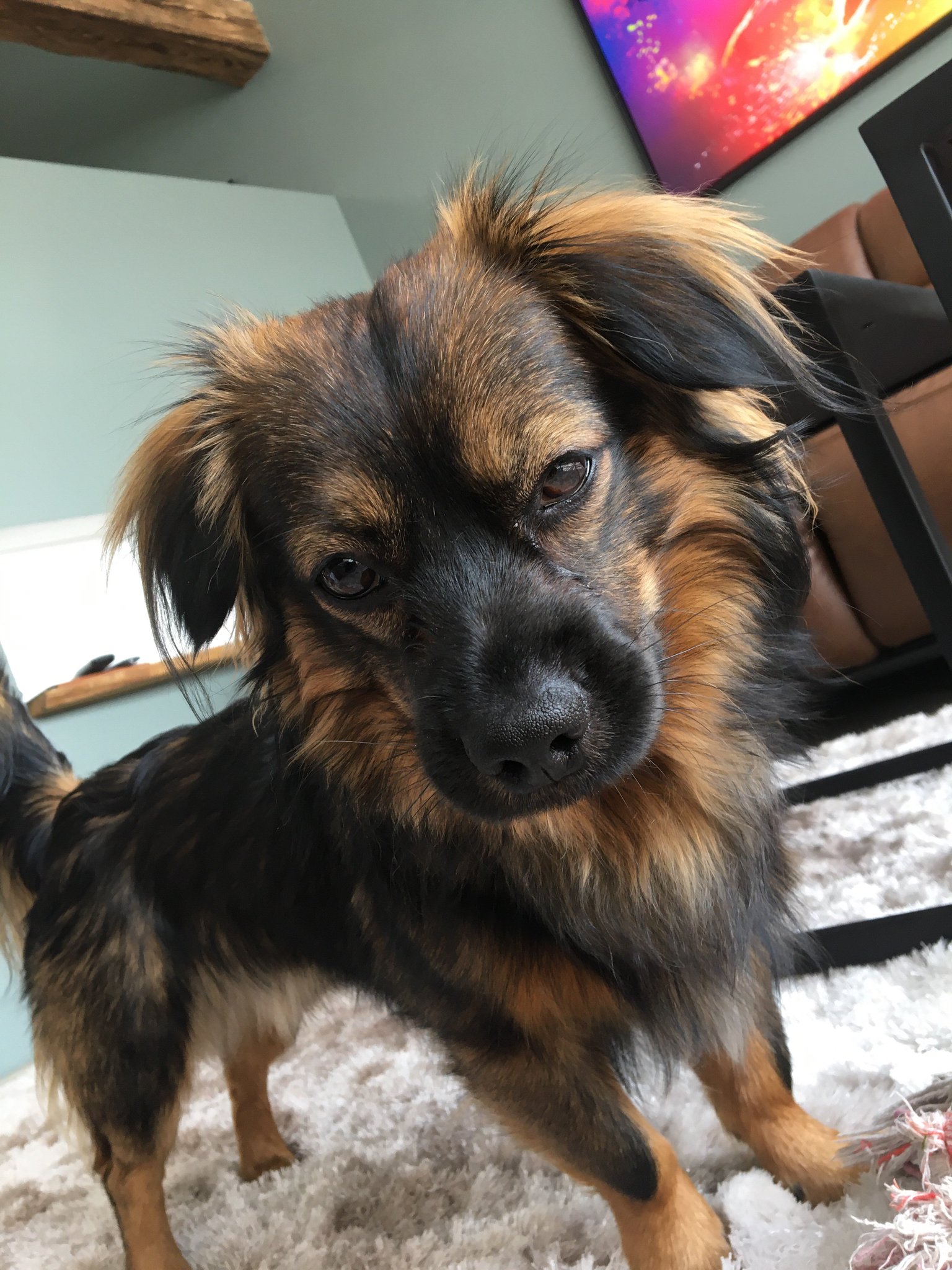 Mcray on Twitter: "My doggo https://t.co/MaxDdHsYlK" / Twitter