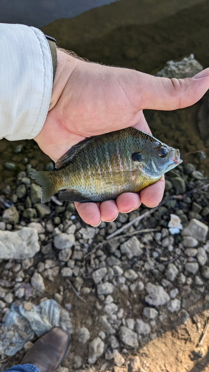 Siksburgh's tweet photo. Nice multi-species day #fishing #bassfishing #bankfishing https://t.co/y49lRizH3n