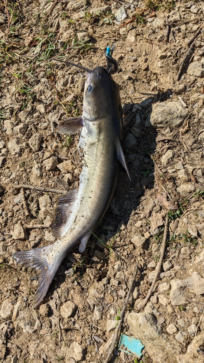 Siksburgh's tweet photo. Nice multi-species day #fishing #bassfishing #bankfishing https://t.co/y49lRizH3n