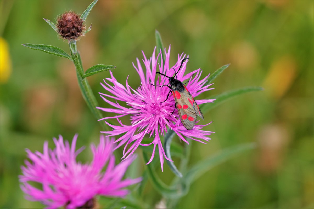 CarlGraef's tweet photo. i got a nice shot of a 6 spot burnet lots of these around at a lovely Worcestershire wildlife trust meadow https://t.co/qdd9VfqI5y
