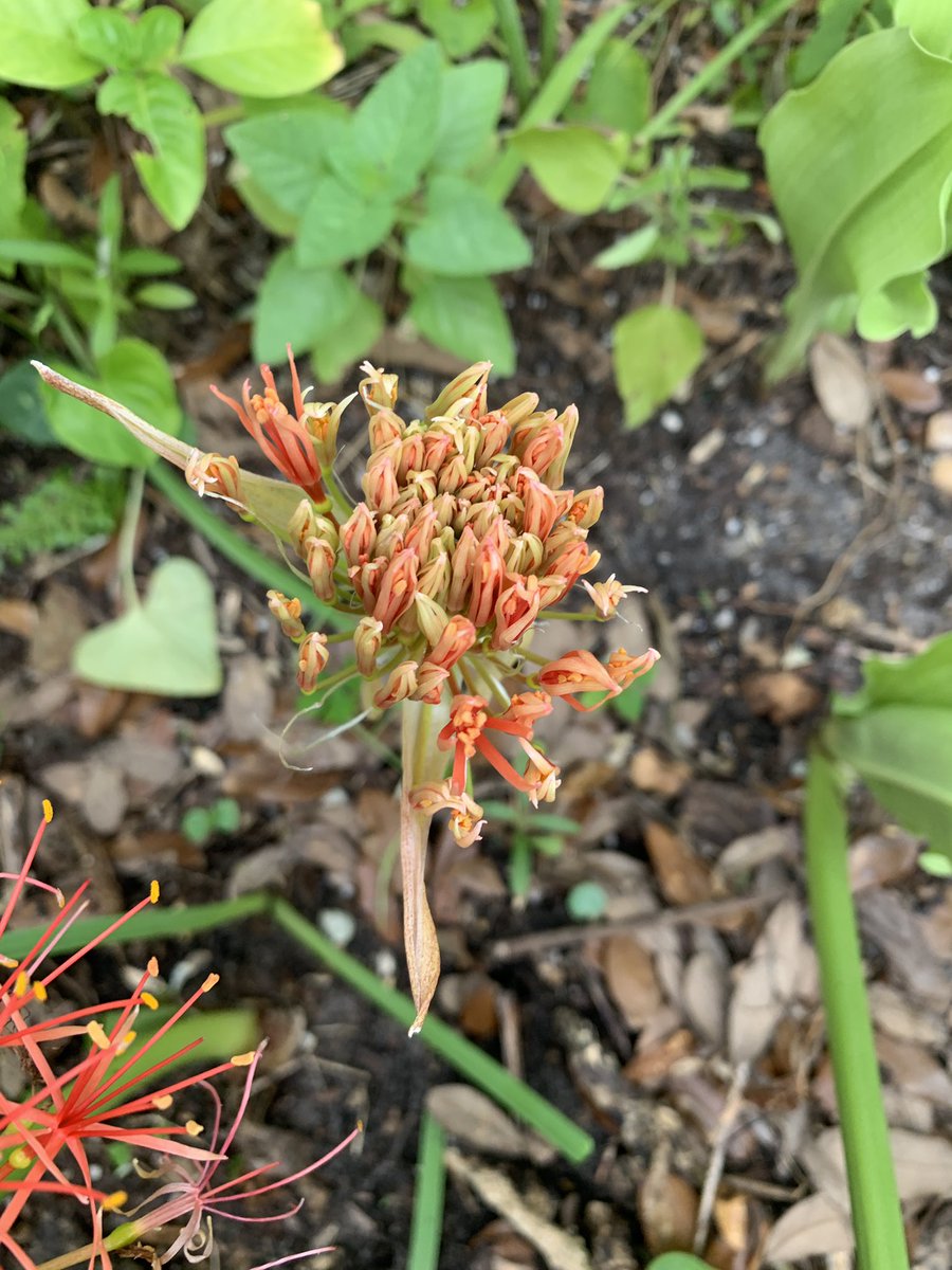 I missed capturing the final opening pic of these Blood Lilies. Here are some pic of the stages that I find fascinating.#bloodlily #scadoxusmultiflorus #garden #gardening #GardeningTwitter