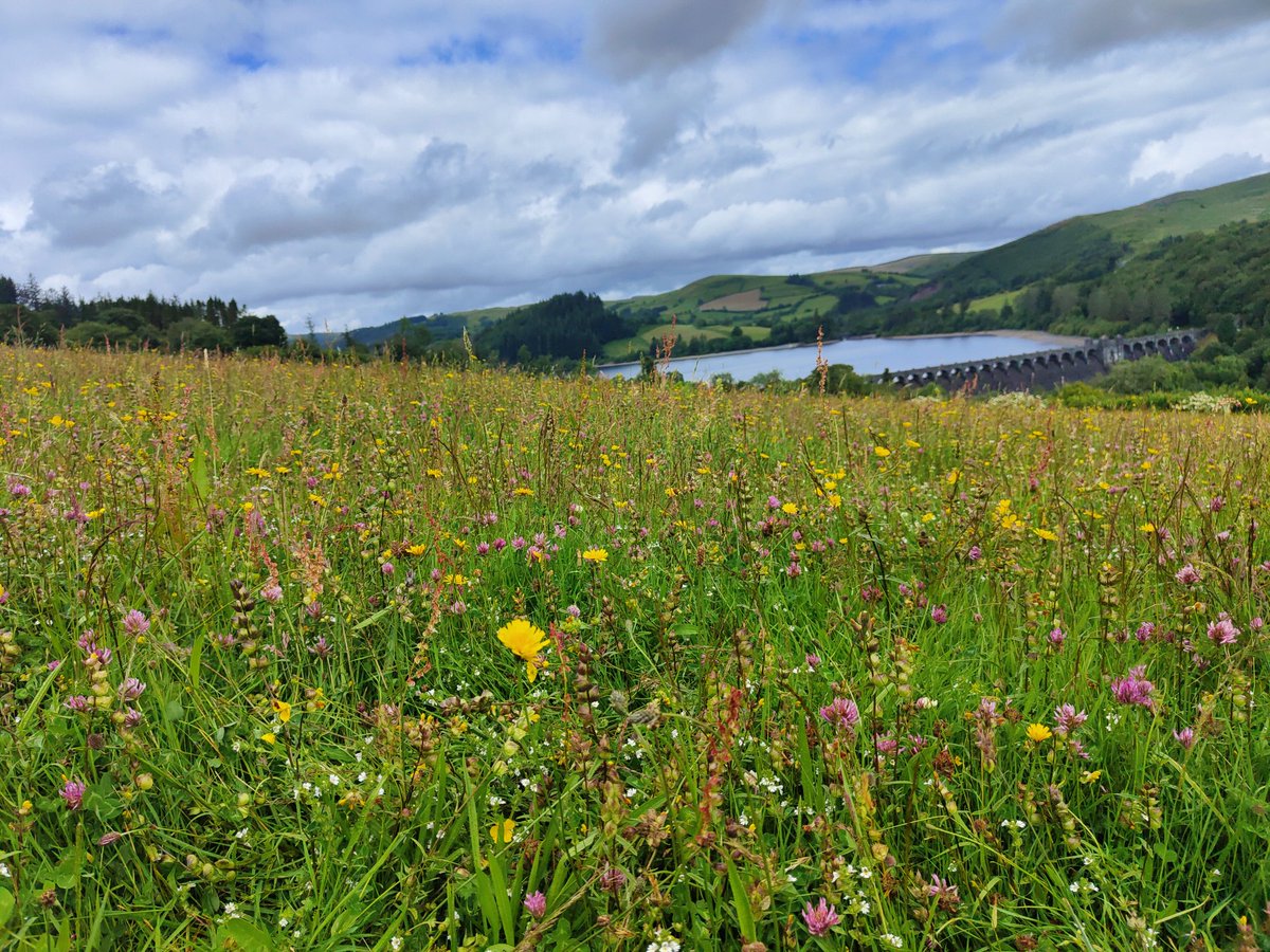 KirstyMartuccio's tweet photo. I could never be in the wrong place standing in a meadow on a sunny day! Meadows Day @RSPBLakeVyrnwy #meadowsday #meadows #walesmeadows #sunnywales https://t.co/TaQkY9vm3p