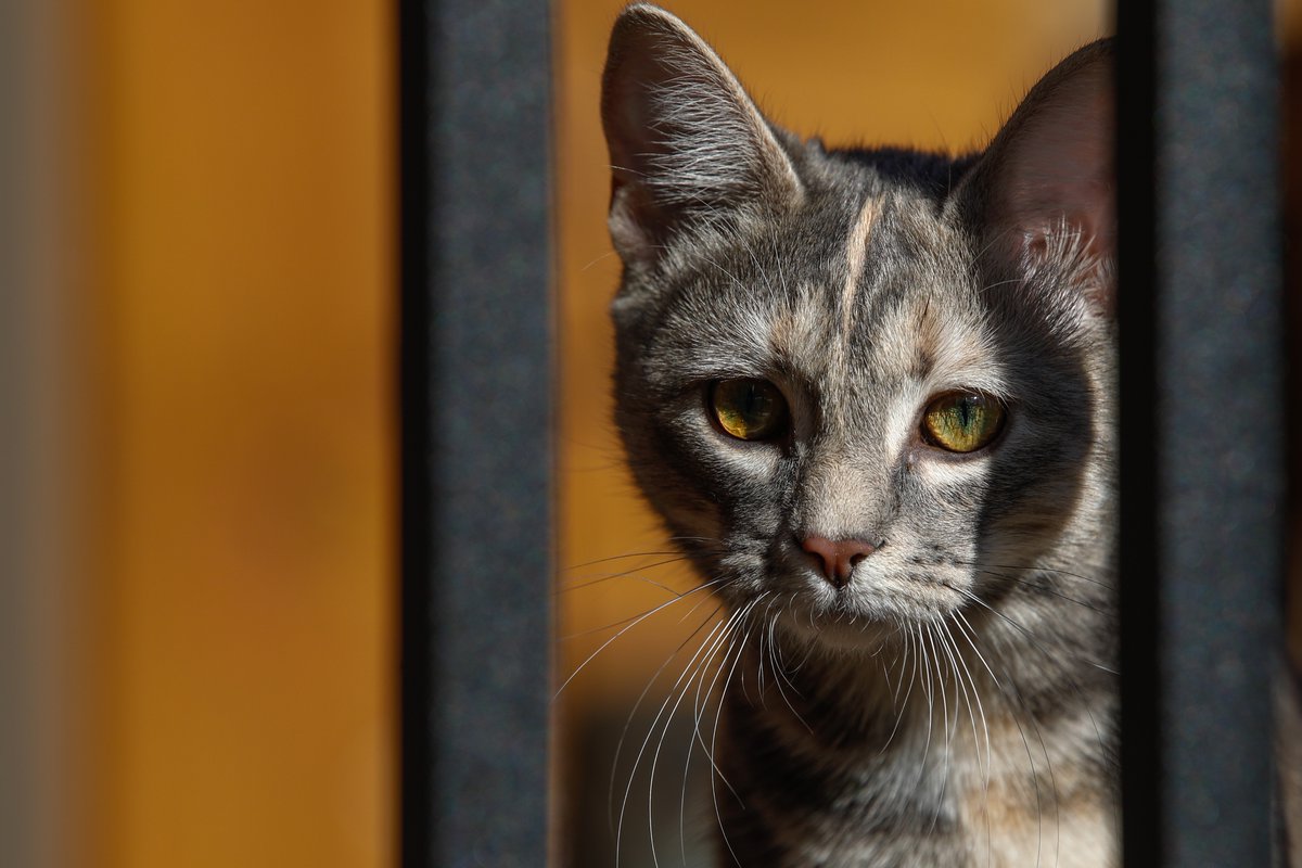 friends_hopper's tweet photo. Happy Caturday!

#caturday #cats #catphoto #catphotography #catsoftwitter #twittercats #catfriendly #catlover #catsofvirginia #rescuecats #thecreativelenses #photooftheday #canonphotography #canonphoto #lightroom https://t.co/66zEbi5iiH