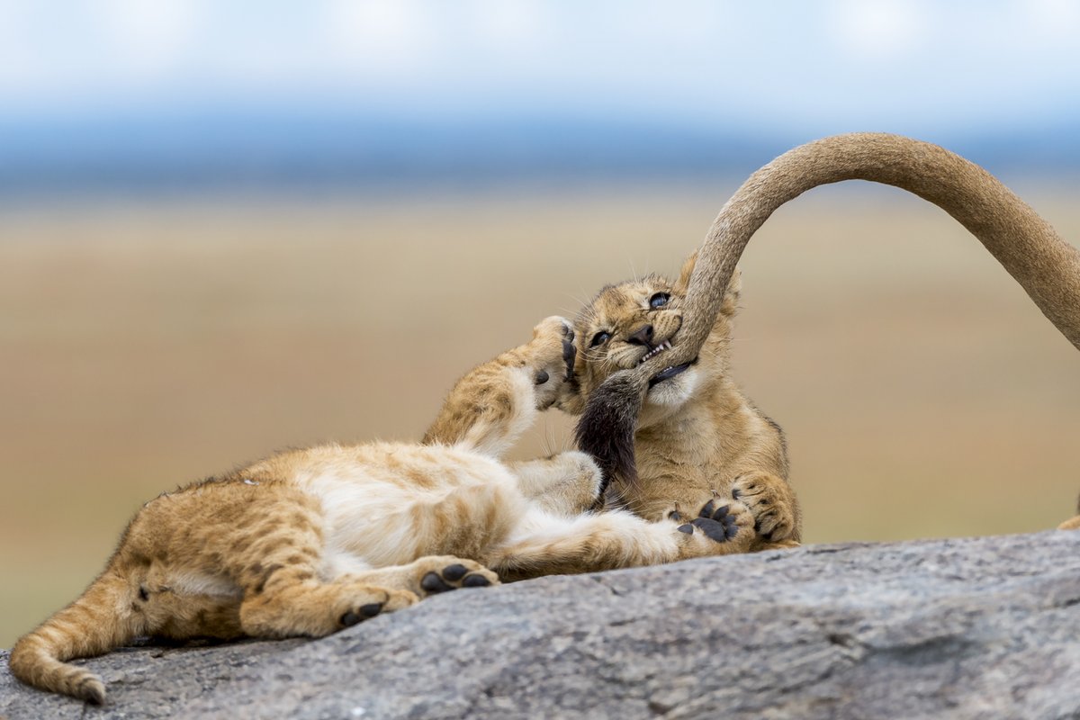 WildArt Photographer of the Year (@wildartpoty) on Twitter photo The latest of our top 100 lists is out! Click the link to view some amazing images from our BEHAVIOUR category including this from Yaron Schmid wildartpoty.com/behaviour-top-… <a href="/OMSYSTEMcameras/">OM SYSTEM Cameras</a> <a href="/SwarovskiOptik/">SWAROVSKI OPTIK</a> <a href="/fstopHQ/">f-stop | Photography</a> <a href="/Cotton_Carrier/">Cotton Carrier</a> <a href="/ShetlandTours/">Shetland Seabird Tours • The Noss Boat</a> <a href="/Finnature/">Finnature</a> The latest of our top 100 lists is out! Click the link to view some amazing images from our BEHAVIOUR category including this from Yaron Schmid wildartpoty.com/behaviour-top-… <a href="/OMSYSTEMcameras/">OM SYSTEM Cameras</a> <a href="/SwarovskiOptik/">SWAROVSKI OPTIK</a> <a href="/fstopHQ/">f-stop | Photography</a> <a href="/Cotton_Carrier/">Cotton Carrier</a> <a href="/ShetlandTours/">Shetland Seabird Tours • The Noss Boat</a> <a href="/Finnature/">Finnature</a>