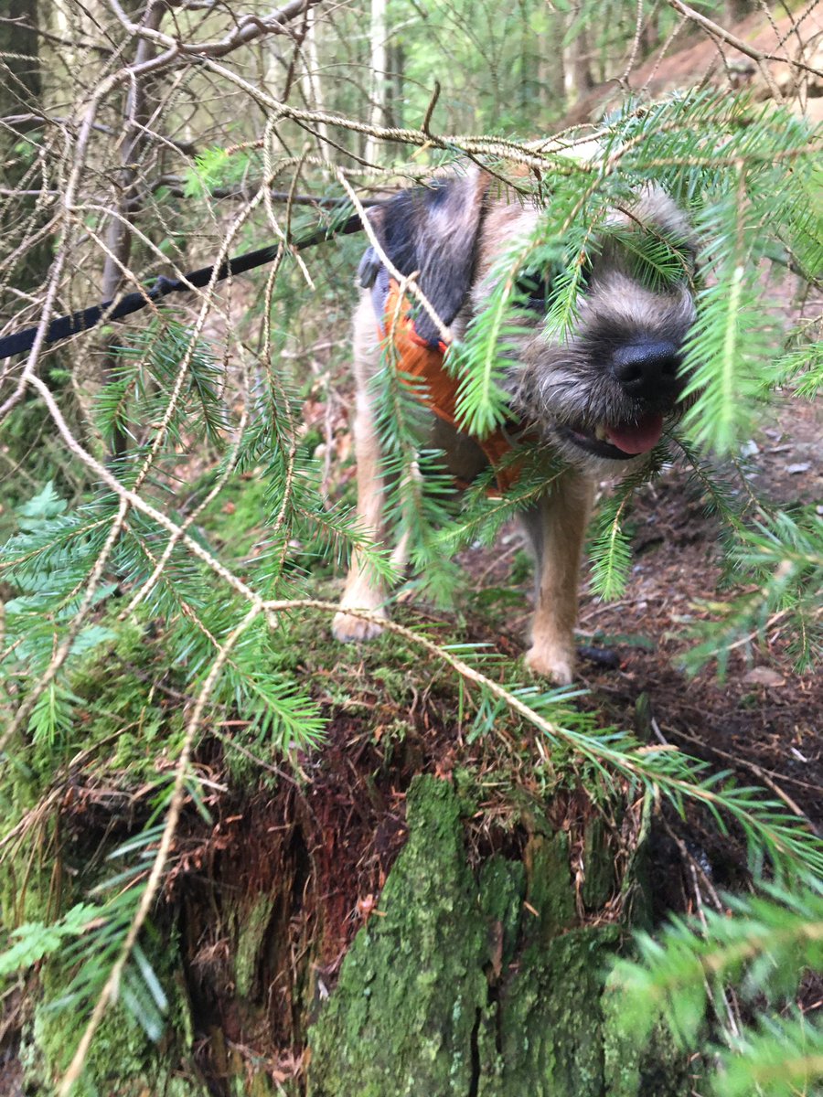 Psst… I’m over here, fink de Hoos haz lost me #BTPosse #dogsoftwitter #stumpclub