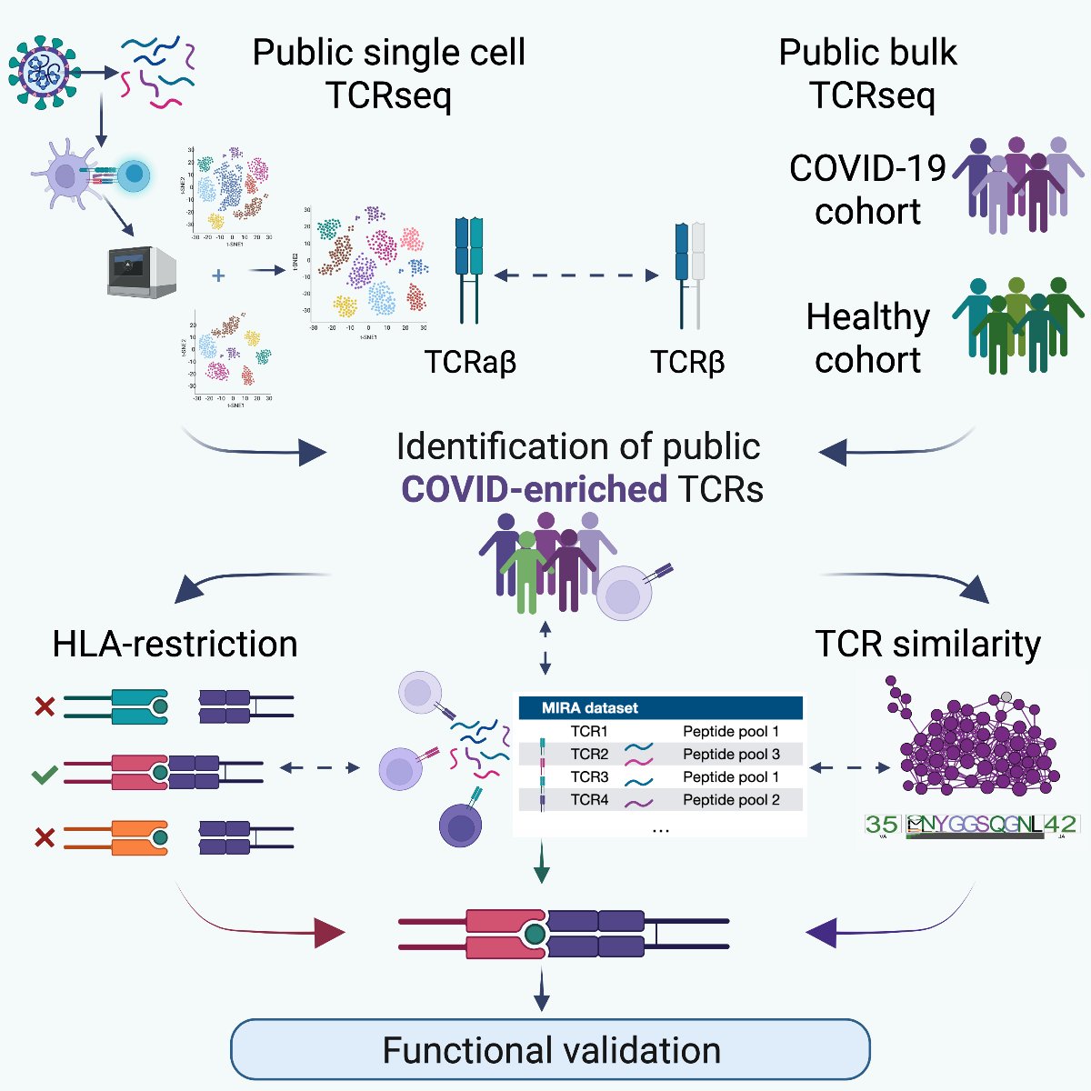 We all agree sequencing TCR repertoires is great, but figuring out what epitopes your TCRs are targeting is so much better. Here we present the reverse epitope discovery pipeline: (cell.com/cell-reports-m…). Led by @pogorely, @elisarosix, @Minervina_Asya in @CellRepMed (1/8)