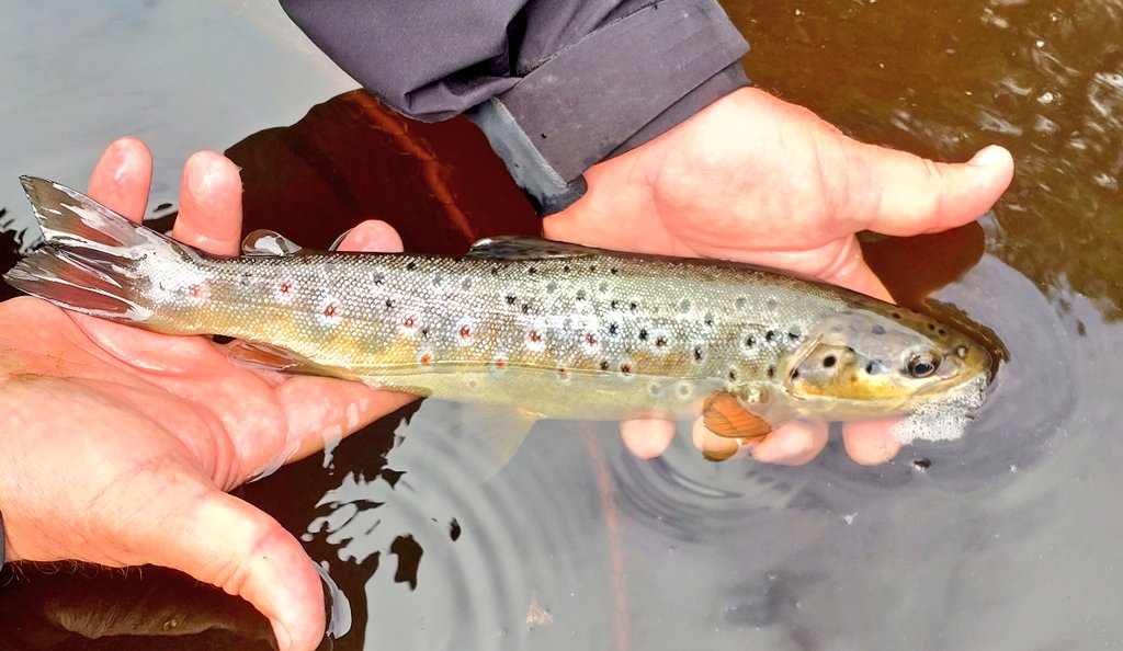 Cracking day exploring unfished water with @WildTroutTrust #WTTAuction lot winner, Ian. Tasty pools & runs with woody debris & foam lines for #Flyfishing, and obliging trout

@rjfoster75