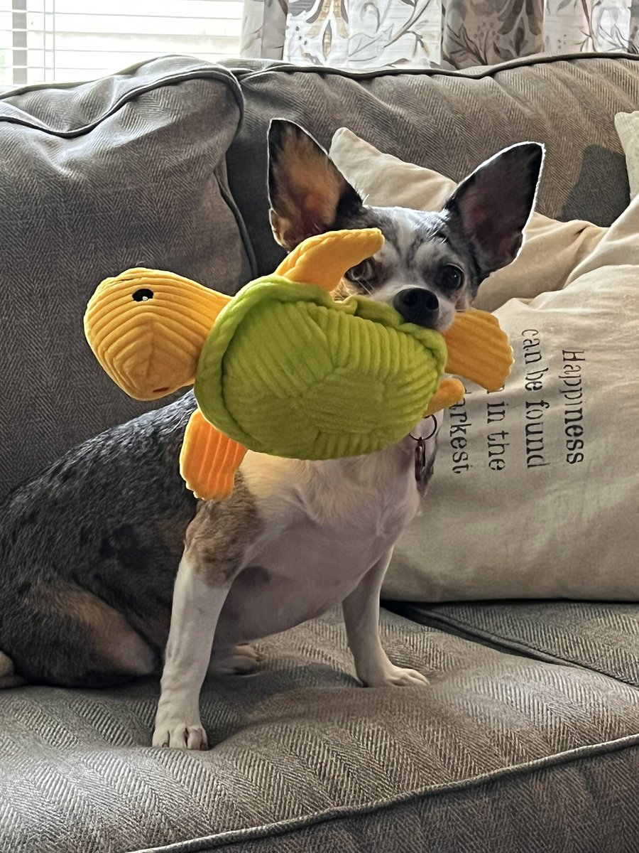 MelanieHoliday's tweet photo. @used_bandaid This is Lola! She’s really adorable and chill, but generally does not have time for your foolishness so please make sure you leave the nonsense at home. She only has time for primo snackies, sunshine, and snuggles (and also franklin the turtle). https://t.co/W88AOJZZsR
