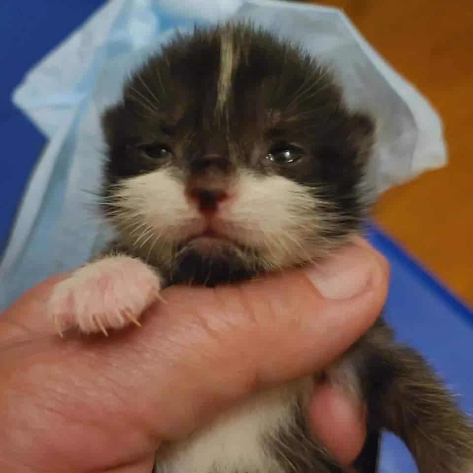 furrr911's tweet photo. Look at the present that was delivered to me at 10pm! Now don't be jealous because it is not what you think! Cat rescuers certainly know how to improvise when they are called out on a job at the last minute without their supplies. https://t.co/CzQfxYYics