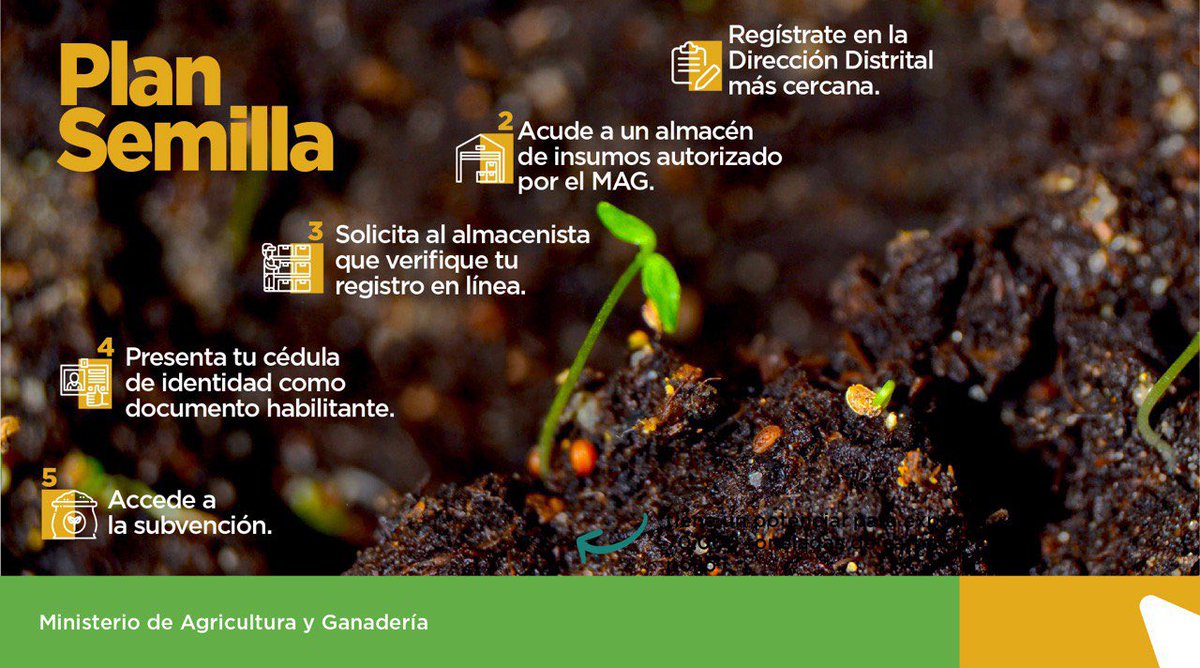 AgriculturaEc's tweet photo. Gracias al #PlanSemilla nuestros pequeños y medianos productores podrán acceder a insumos para mejorar la productividad de sus cultivos.
Conoce el proceso para que puedas acceder a este beneficio ⤵️. https://t.co/k09atJnJji