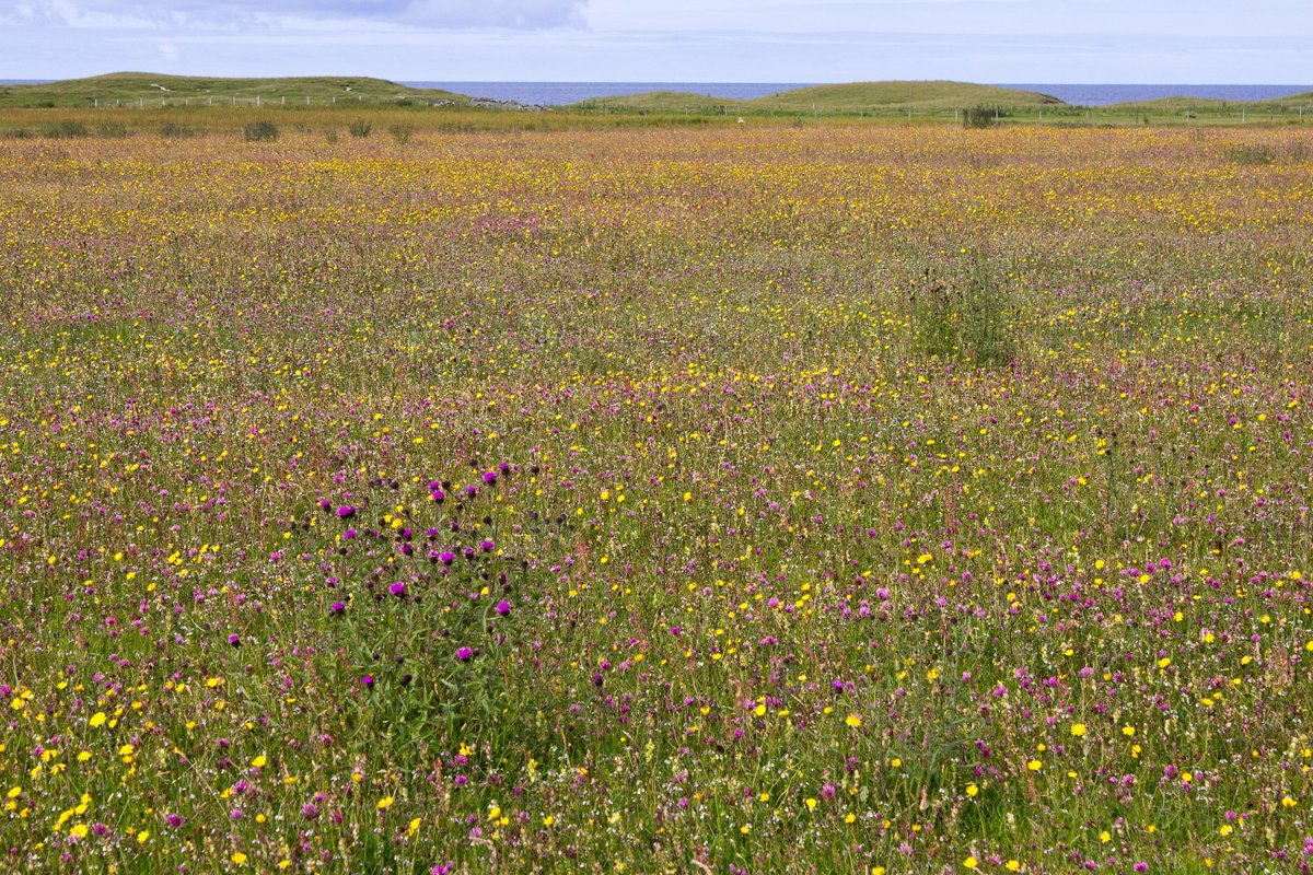 On #NationalMeadowsDay a reminder of the glory of the Machair of the Hebrides.