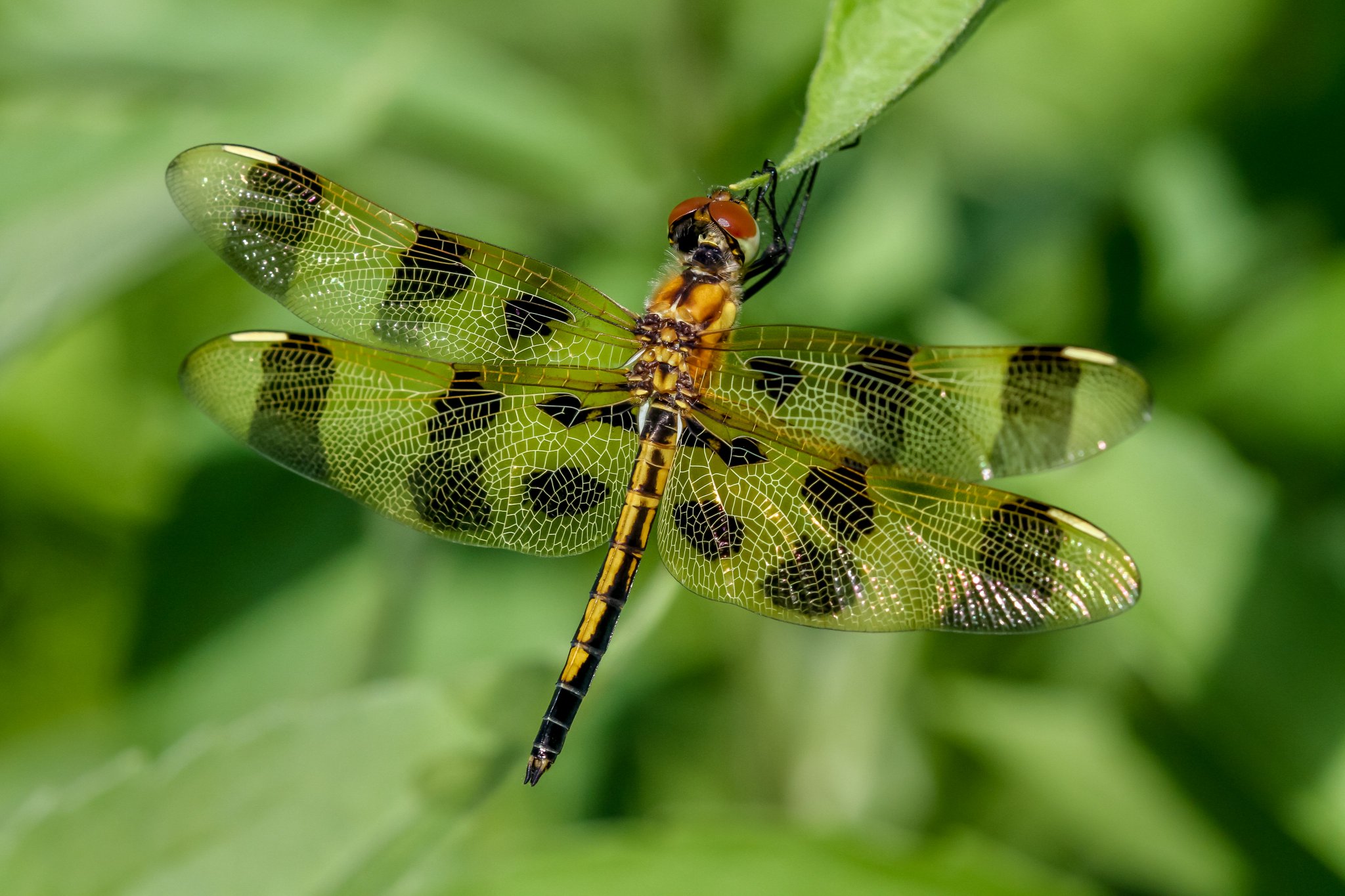 Backyard Ecology🐝🦋 on Twitter "A lot of dragonfly activity in the yard