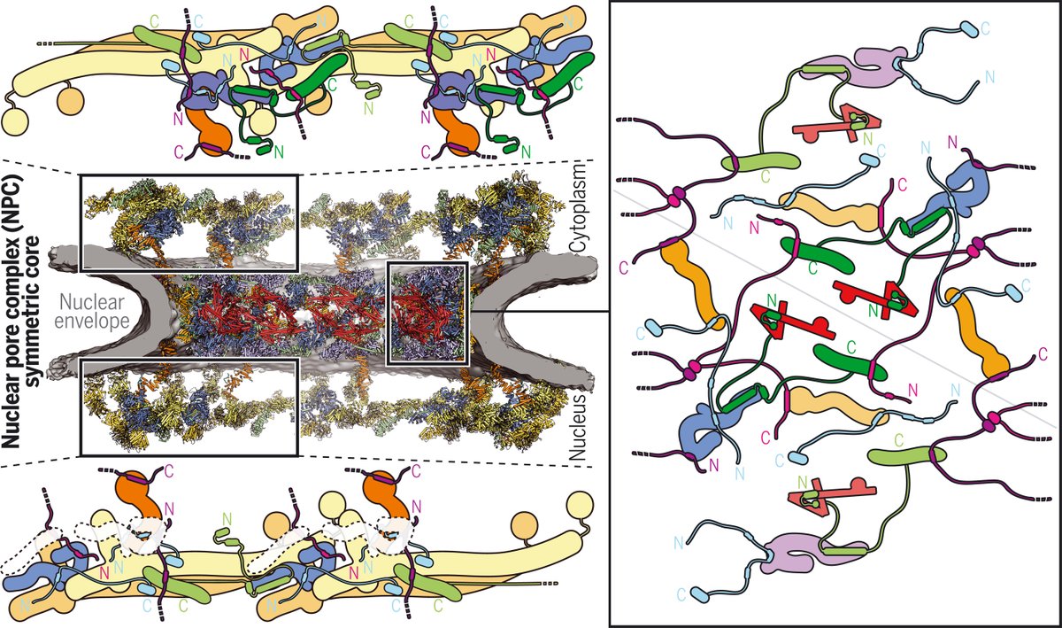 ScienceMagazine's tweet image. In a recent Science study, researchers present a near-atomic composite structure of the human #NuclearPoreComplex’s ~64-megadalton symmetric core. The findings provide a basis for future functional studies. fcld.ly/wgoa4cj