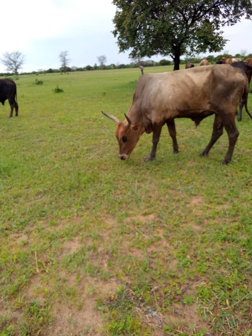 MweembaOust's tweet photo. Hi Fam. Steers sold. Thanks for the retweets.

 I also have in stock for sell 

1.  70 goats (big sizes only). 

2. 25 Local breed cows. 2 year olds

Please help me retweet, buyer may be on your TL. https://t.co/PnFchg7DfN