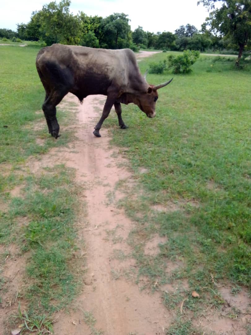 MweembaOust's tweet photo. Hi Fam. Steers sold. Thanks for the retweets.

 I also have in stock for sell 

1.  70 goats (big sizes only). 

2. 25 Local breed cows. 2 year olds

Please help me retweet, buyer may be on your TL. https://t.co/PnFchg7DfN