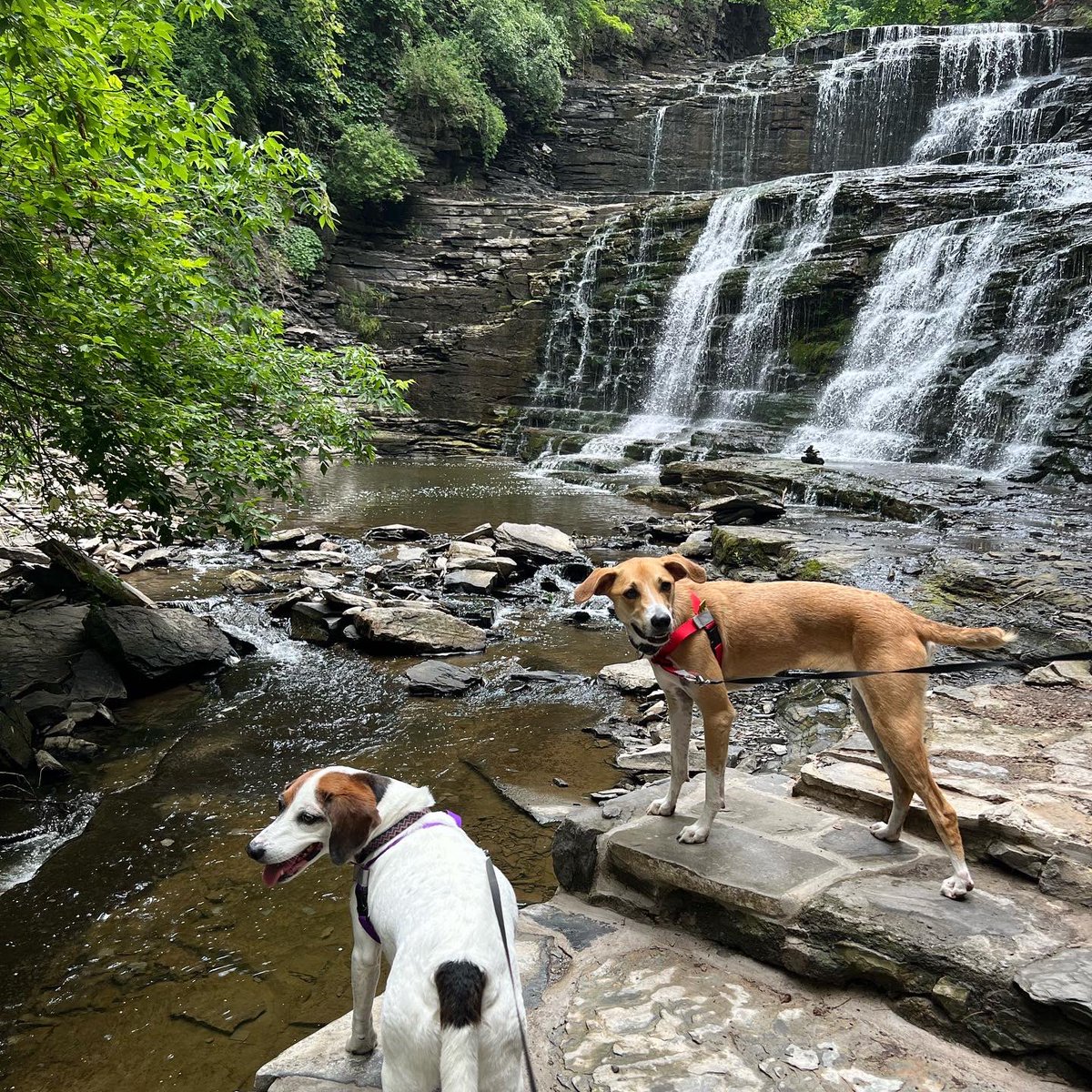 debinithaca's tweet image. Two waterfall walk! #ithacafalls #cascadillagorge #visitithaca #dogwalk