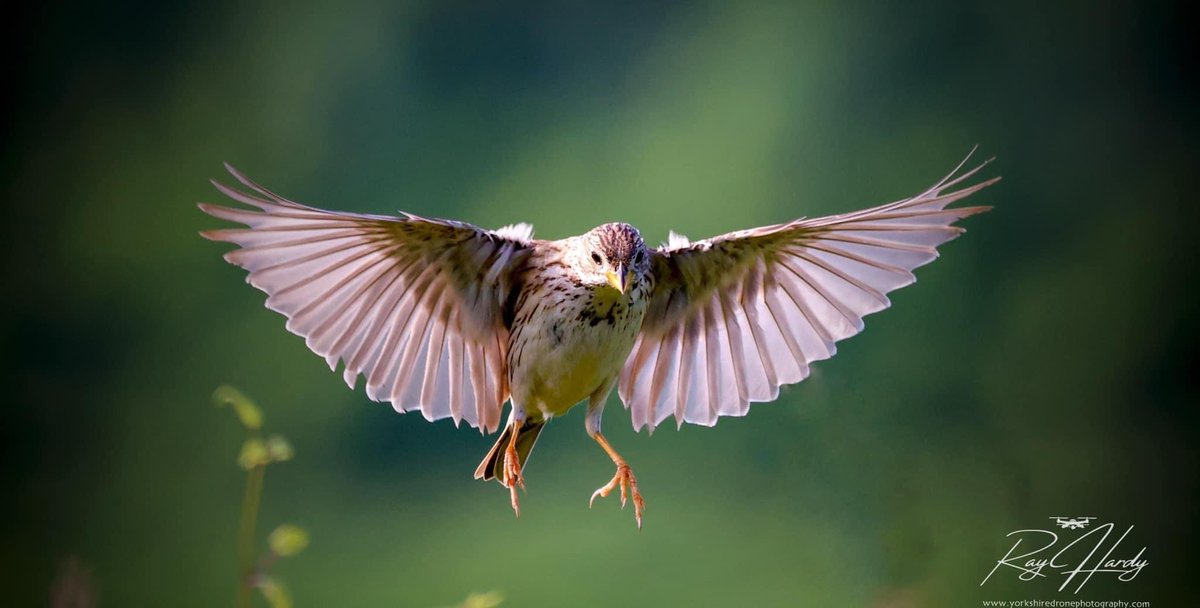 HolmfirthPhoto1's tweet photo. The corn bunting is a passerine bird in the bunting family @Natures_Voice #rspb @Bulgaria #Bulgaria #birdwatching #birdphotography #birds https://t.co/a1t0i80q4r