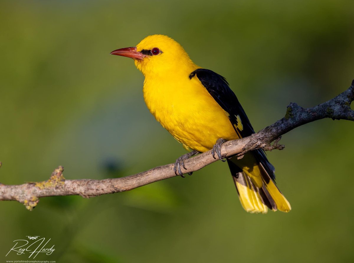 HolmfirthPhoto1's tweet photo. Golden orioles breed from western Europe and Scandinavia east to China.#birdphotography #birds #birdwatching #Bulgaria #rspb @Natures_Voice @Bulgaria https://t.co/M0rA1QHvME