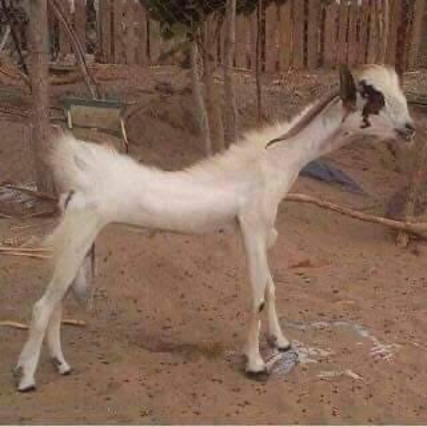 مسوي دايت قبل العيد
 عشان ما احد يشتريه 😂