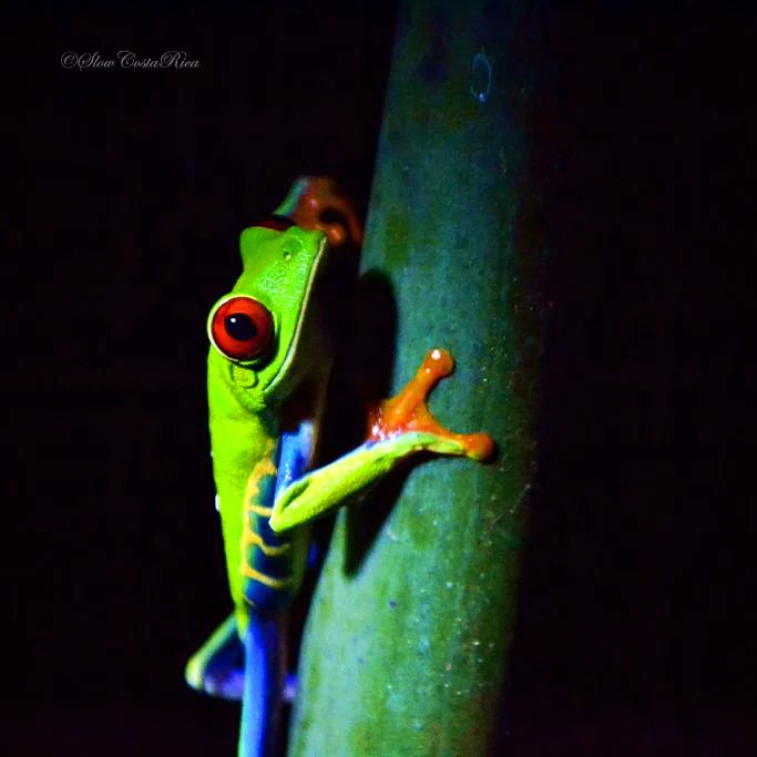 SlowCostaRica's tweet photo. Au cour d'un tour nocturne, vous pouvez observer de nombreuses espèces de serpents, araignées et grenouilles dont la fameuse grenouille aux yeux rouges ! Voici notre article : 
https://t.co/TEH9S894WH

 #costarica  #travel #nature #grenouille #voyage #jungle #frog https://t.co/4WqUndKTWU