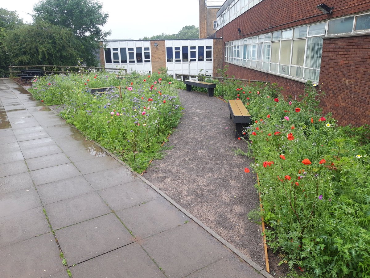 A little bit of Sun 🌝 and a "little" bit of Rain 🌦 will help our Wild Garden grow. The scent from the garden is amazing today 🌻⚘🌷🌾