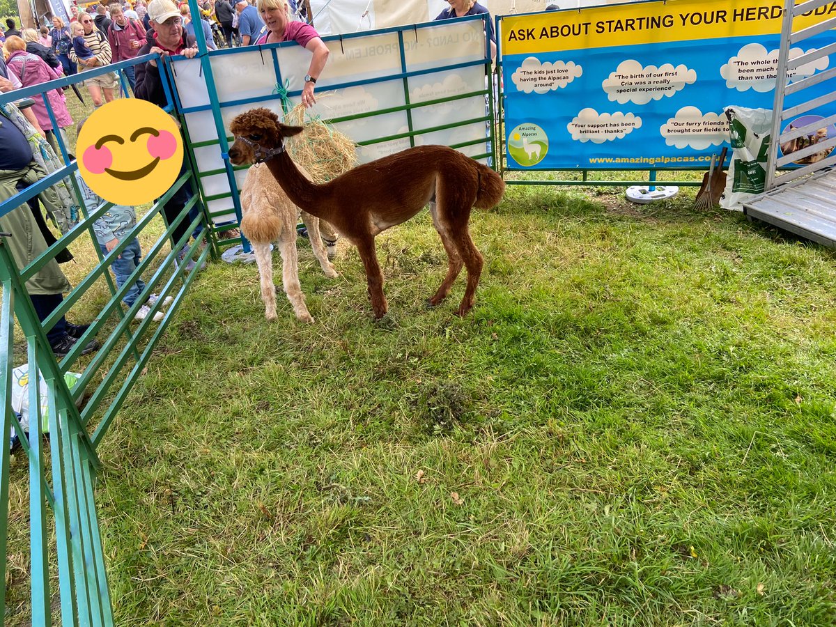 McConAmanda's tweet photo. No Zebras today at #MachenShow but there were Alpacas @hef4caerphilly ๐คฃ๐ฆ๐ฆ https://t.co/wR14ipd3pH