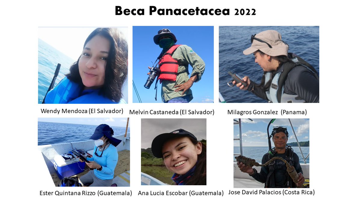 Panacetacea tweet media