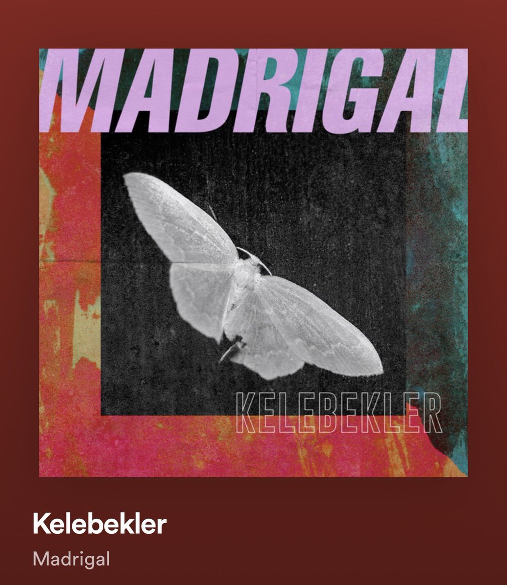 Bu kelelebek ömrü boyunca konabileceği en güzel yere kondu 🦋🦋