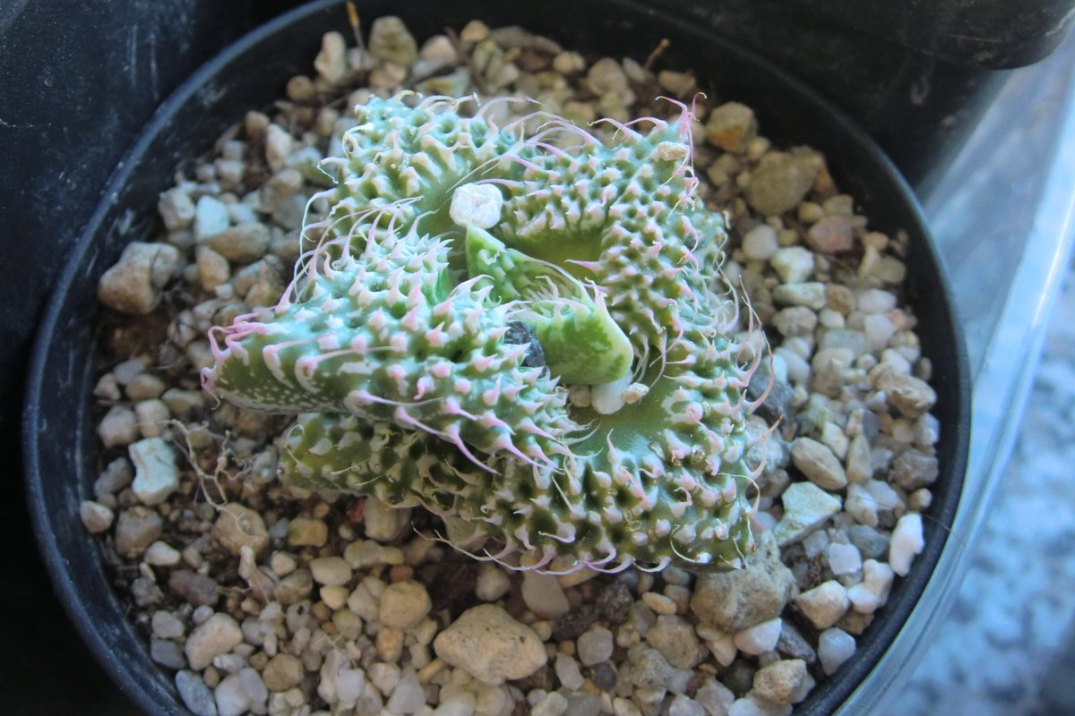 Lithops Stories tweet media