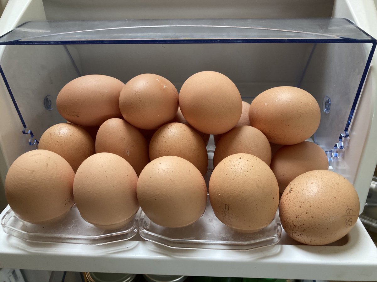 Mumbleys's tweet image. ⁦@BHWTOfficial⁩  - no one told our 3 girls that they weren’t laying much any more! Might have to make a giant frittata 😀