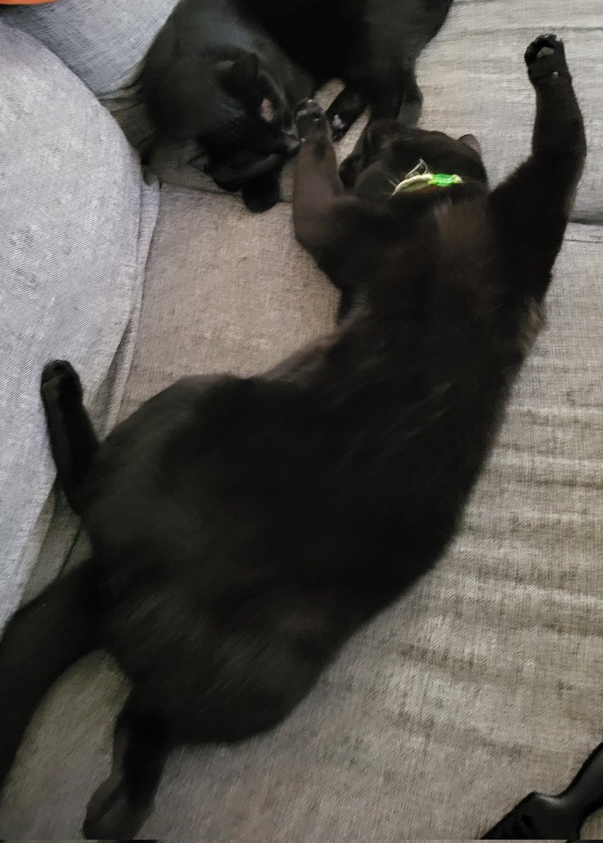 RedAfroGames's tweet photo. My cat sleeps like he pays rent https://t.co/bRvPNP23ln