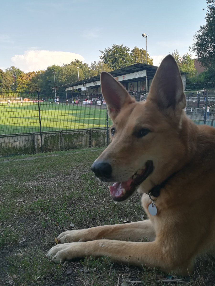 he_luecht's tweet photo. Es gibt keine Worte, die meine Trauer beschreiben könnten.
Fast 15 Jahre, fast 24/7.
Meine Sheila in den ewigen Jagdgründen. Mach es gut, Schnuffelchen.
#hundeliebe #tod #trauer #sheila https://t.co/AwQUtYcAof